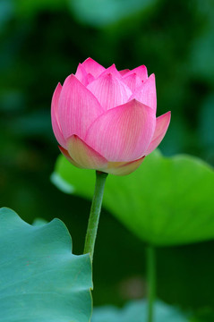 蓮花