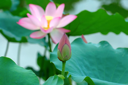 蓮蕾和花
