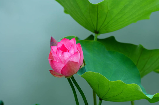 荷花和花蕾