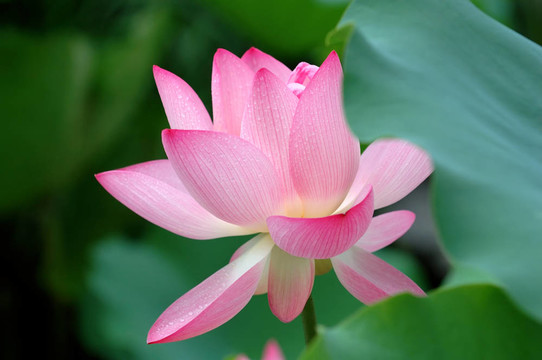 盛開(kāi)的花朵
