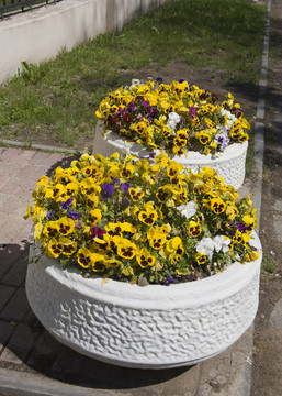 bedflowers