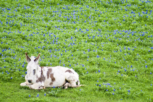 昏昏欲睡的Burro