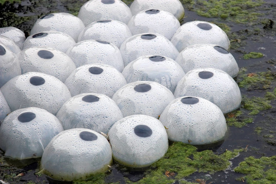 塑料植物生活艙