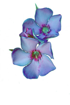 花摘要