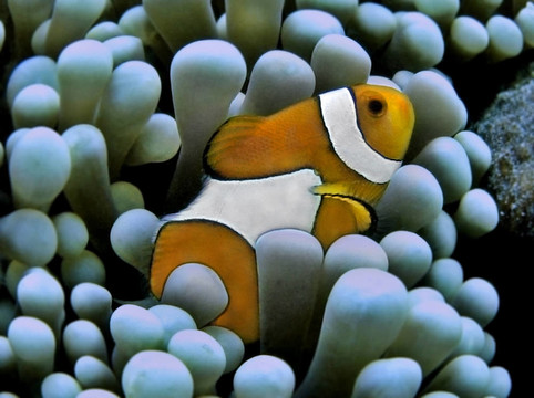 虛偽的小丑魚(yú)