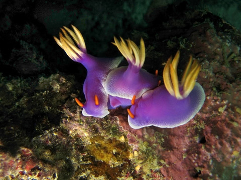 apolegma Hypselodoris