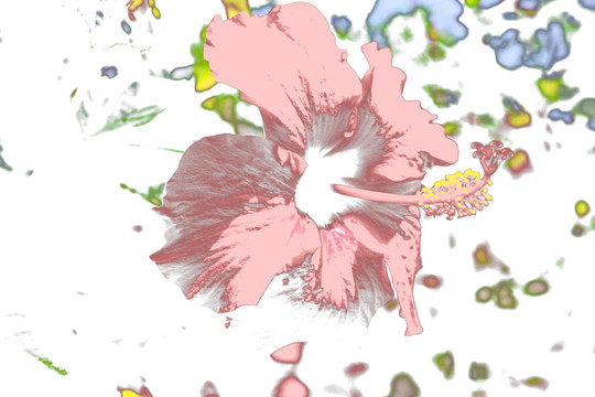 花摘要