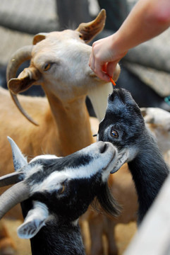 動物園