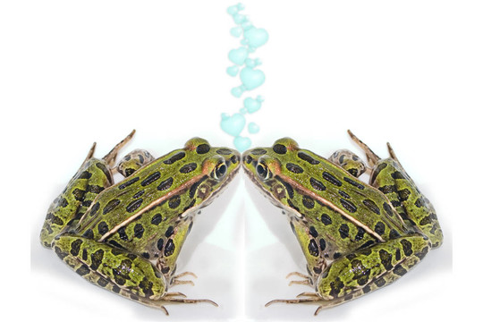吻青蛙