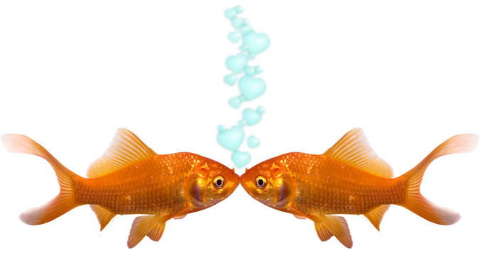 金魚的愛