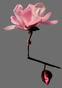 木蘭花灰