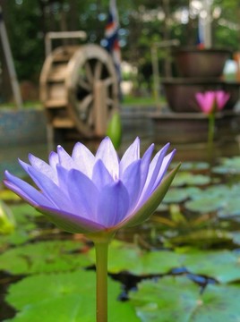 藍(lán)蓮花