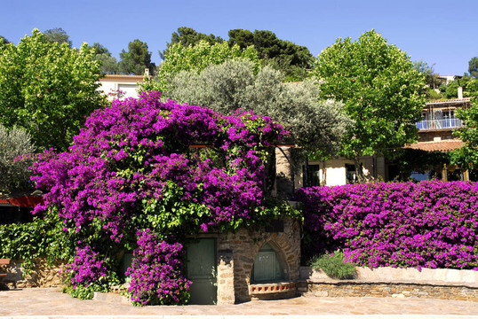 Bougainvillea和樹