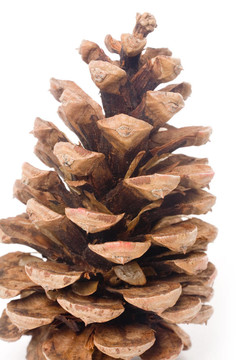 松樹(shù)的球果