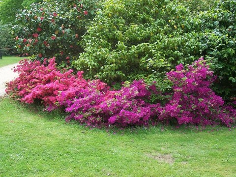 花園