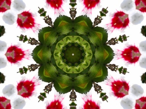 kaleidescope花
