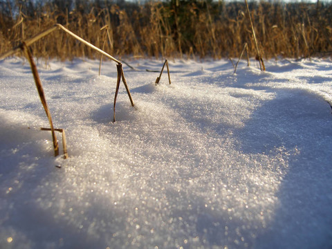 積雪覆蓋的草叢