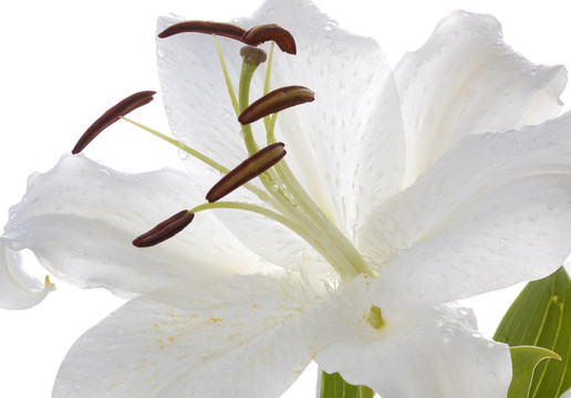 白色的madonna lily