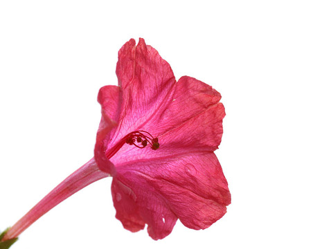 紅色的小花