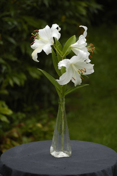 雨中的白色百合花