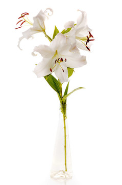 白色的百合花