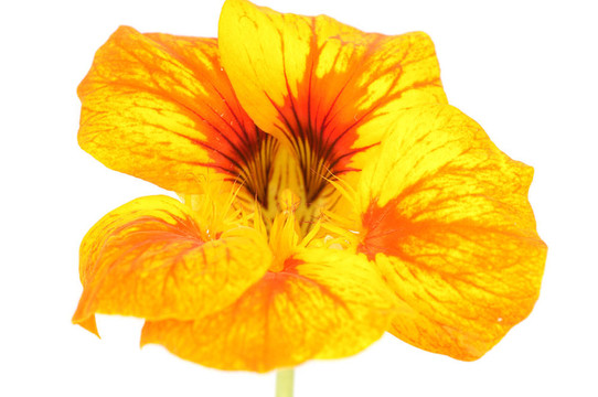 花旱金蓮