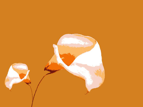 2朵有復(fù)制空間的百合花