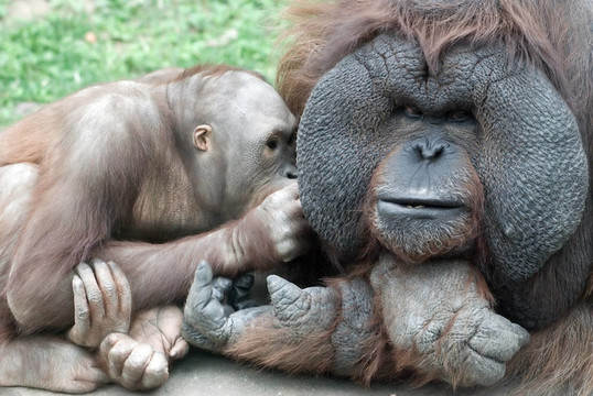 Orang outang的家人