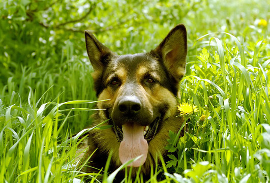 德國牧羊犬