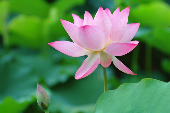 荷花和花蕾