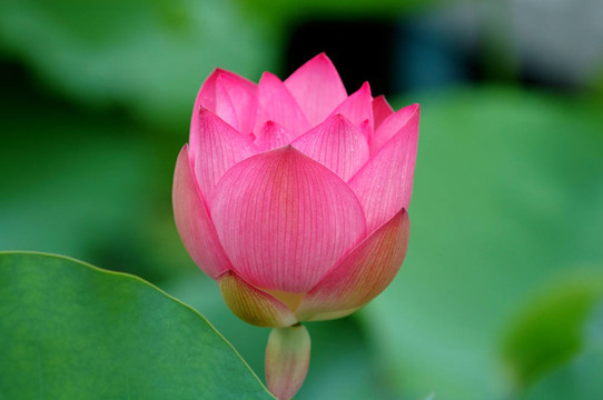 粉紅色的芙蓉花