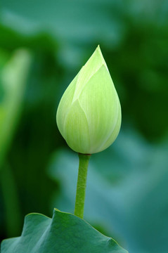 蓮花花蕾