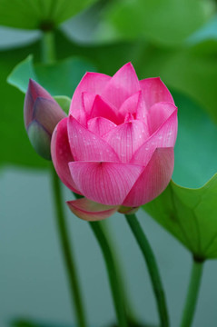 荷花和花蕾
