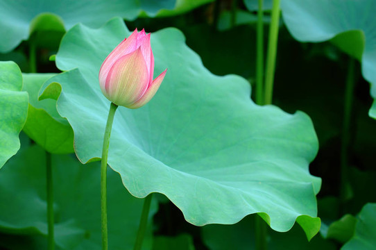 蓮花和巨大的離開墊