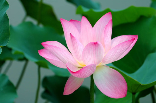 單瓣蓮花
