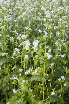 蕎麥面場我