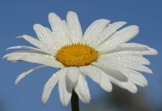 雏菊