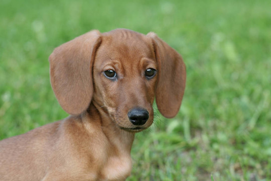 臘腸犬