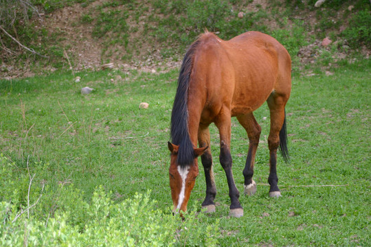 棗紅馬（Equus caballus）放牧