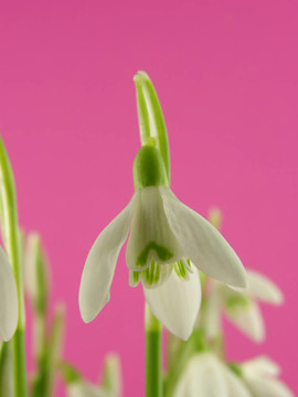 雪花蓮