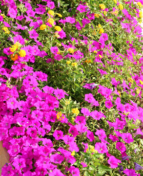 紫色和Yellow Flowers