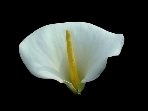 馬蹄蓮