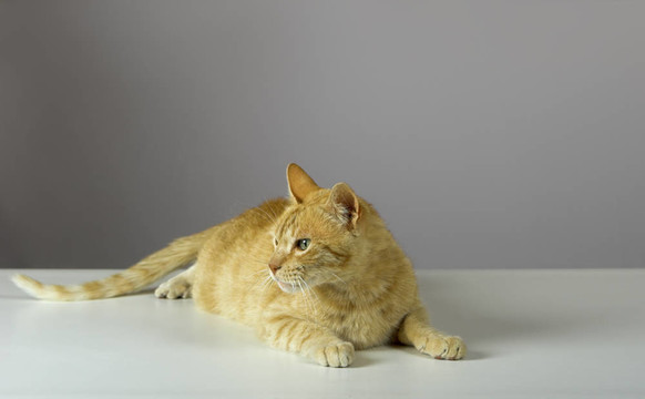 小貓
