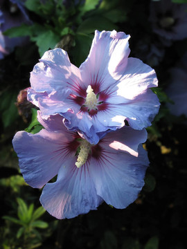 木槿