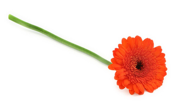 太陽花