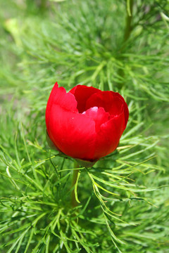 紅花與蜜蜂