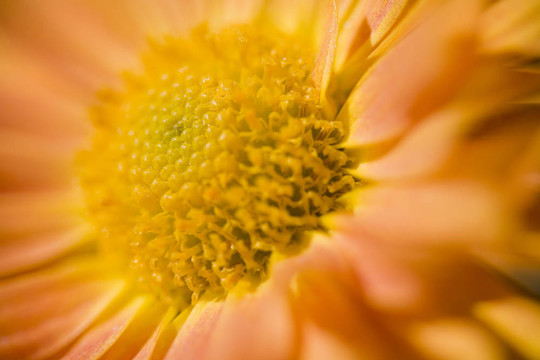 橙色菊花摘要