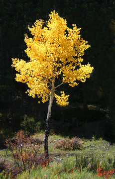 黃金白楊（Populus