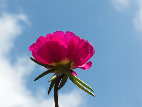 苔蘚玫瑰