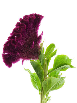 雞冠花